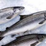 Lamb & Salmon Ancestral Mix Training Treats - 80g