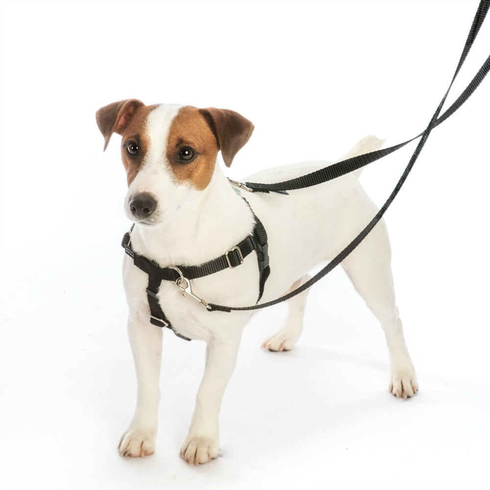 Freedom No Pull Harness Small 5/8" - Positive Dog Products