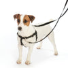 Freedom No Pull Harness XSmall 5/8" - Positive Dog Products
