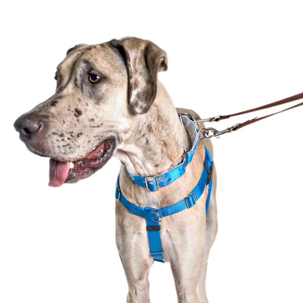 Freedom No Pull Harness XLarge 1" - Positive Dog Products