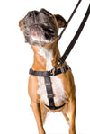 Freedom No Pull Harness XLarge 1" - Positive Dog Products