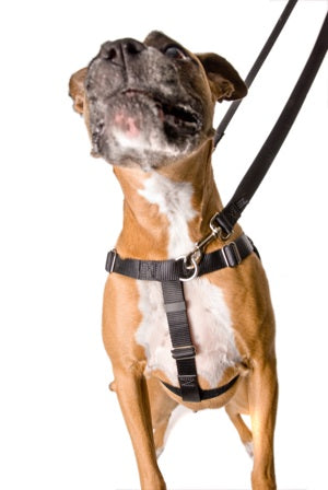 Freedom No Pull Harness Large 1" - Positive Dog Products
