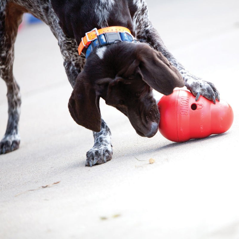 KONG Wobbler Large - Positive Dog Products