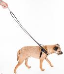 Freedom No Pull Harness Small 5/8" - Positive Dog Products