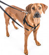 Freedom No Pull Harness Large 1" - Positive Dog Products