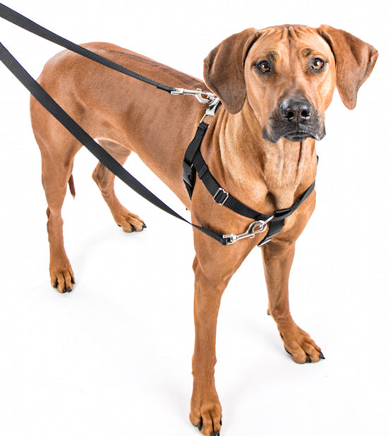 Freedom No Pull Harness Large 1" - Positive Dog Products