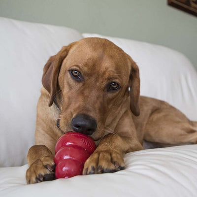 KONG Snacks Liver Large 300g - Positive Dog Products