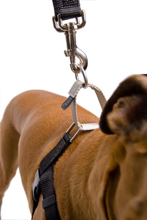 Positively no pull harness cheap