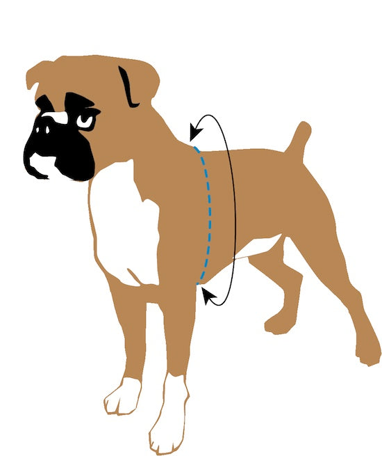 Freedom No Pull Harness Small 5/8" - Positive Dog Products